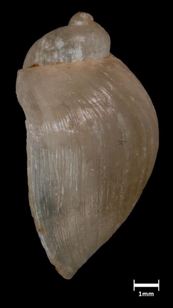 Media type: image;   Malacology 190645 Aspect: lateral